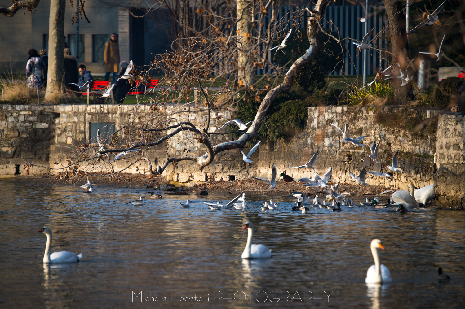 Passeggiando a Lugano - Parco Ciani 2018 Ticino,lugano,svizzera,swiss,uccelli,