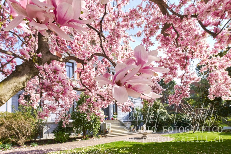 Primavera a Bellinzona