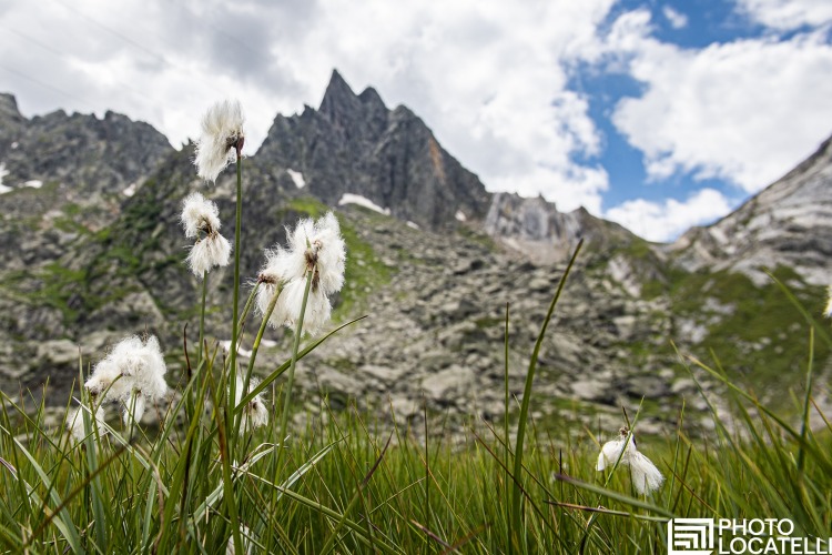 Fiori di montagna